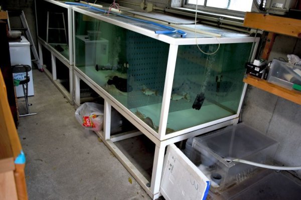 画像1: 希少大型ガラス水槽2000.1000.900H．２本連結フルセット　使用期間3年 (1)