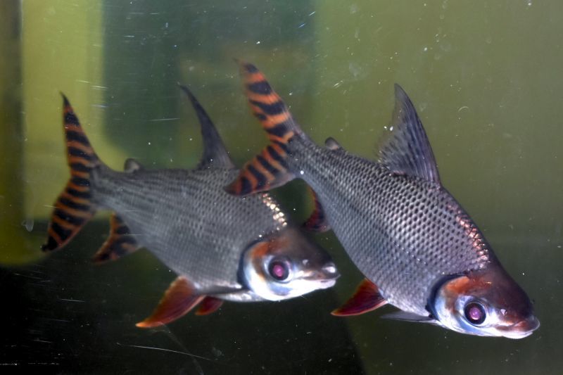 カラープロキロダス カラプロ - 魚類、水生生物